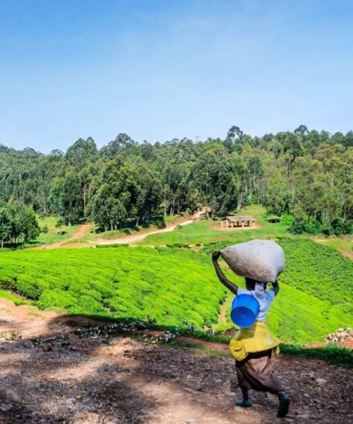 Gm Srtl Gorillerin zinde Ruanda & Uganda