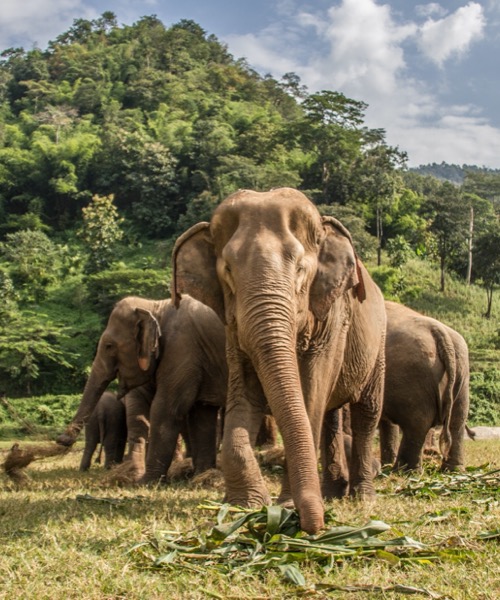 Mistik Uzakdou  Kuzey Tayland ( Chiang Rai - Chiang Mai ) & Phuket