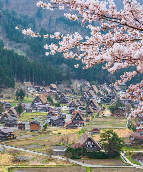 Sakura Zaman Batan Baa Japonya ( 1.Grup)