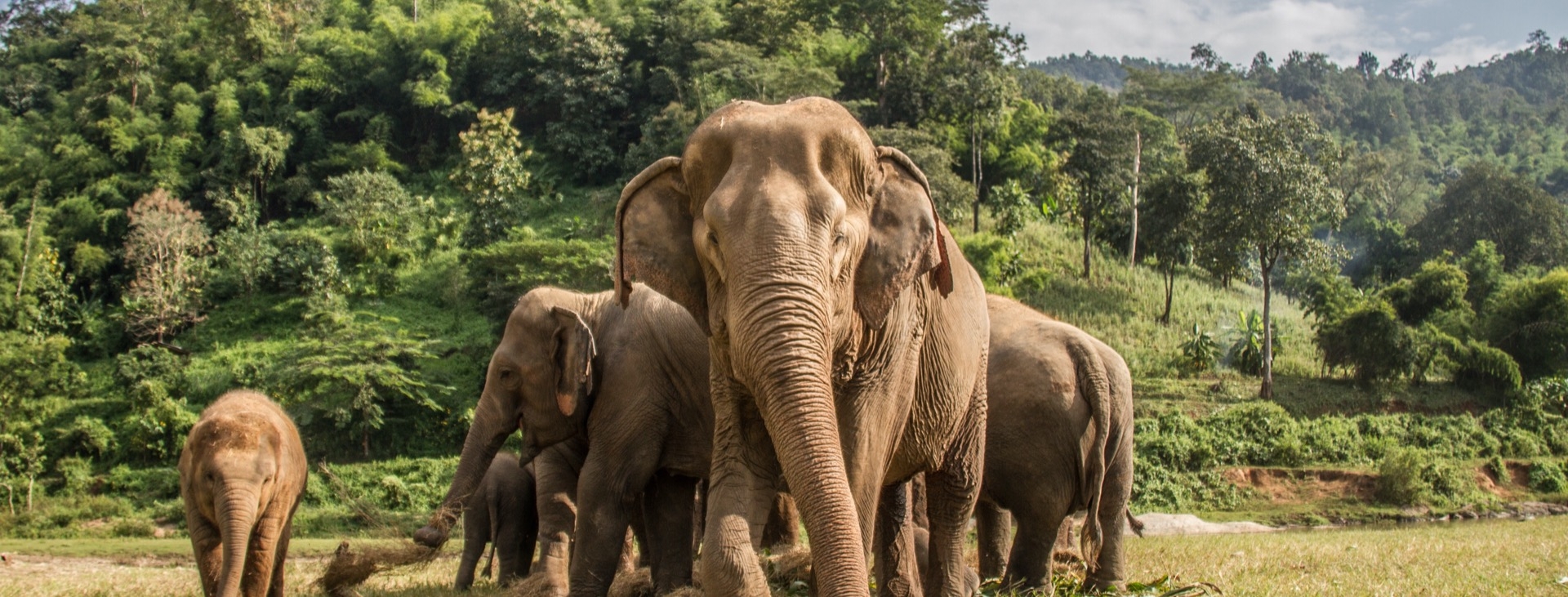 Mistik Uzakdou  Kuzey Tayland ( Chiang Rai - Chiang Mai ) & Phuket