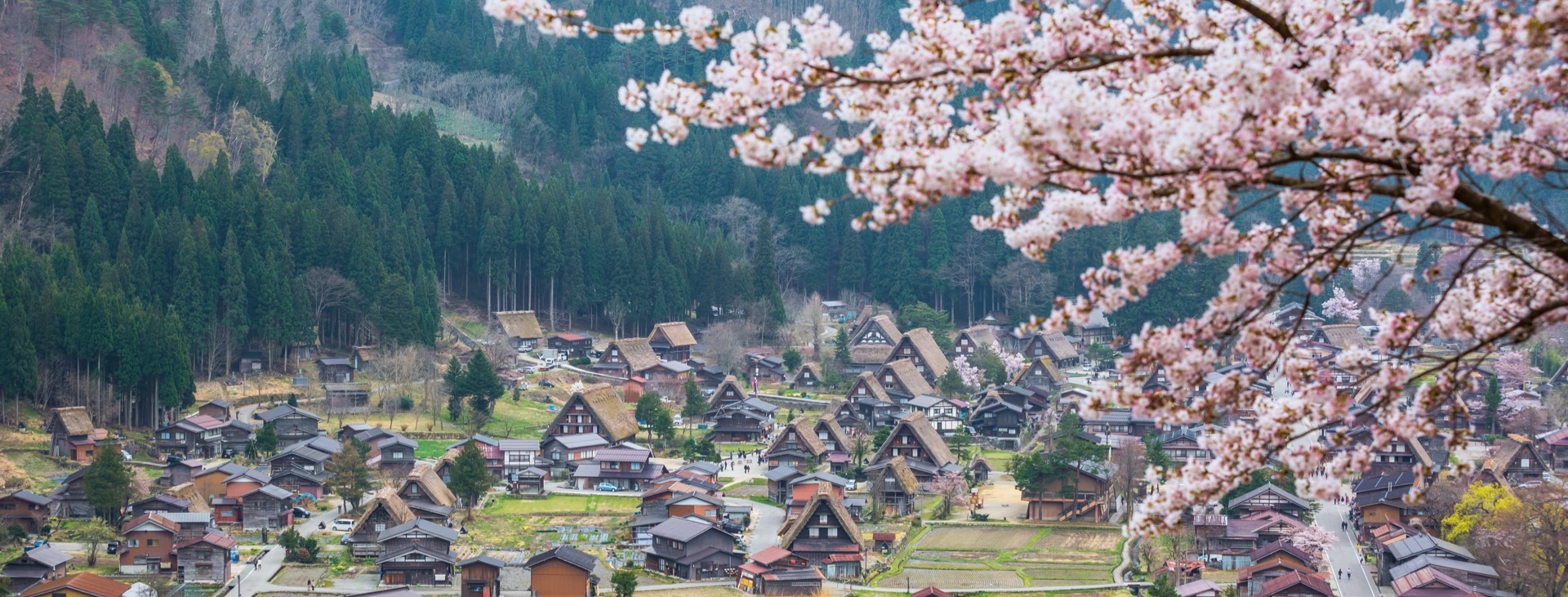 Sakura Zaman Batan Baa Japonya ( 1.Grup)